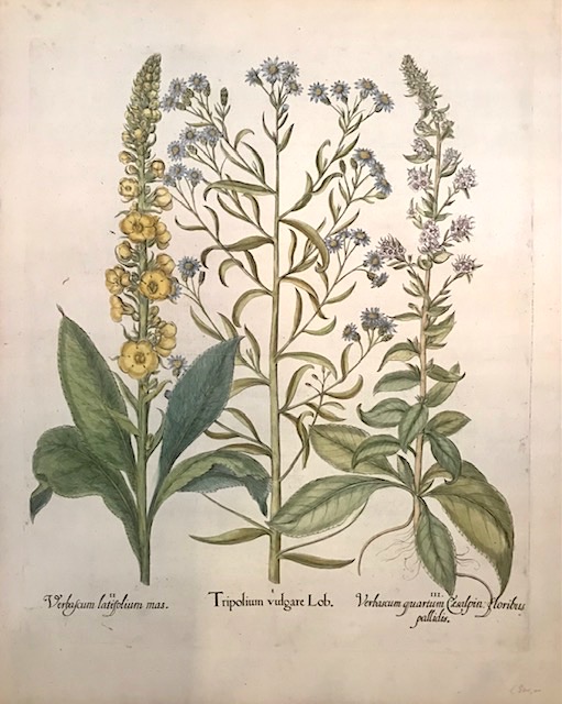 Besler Basilius (1561-1629) I. Tripolium vulgare Lob. II. Verbascum latifolium mas. III. Verbascum quartum Caesalpin: floribus pallidis 1613 Norimberga